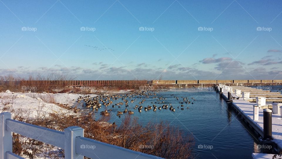 Birds swimming in sea