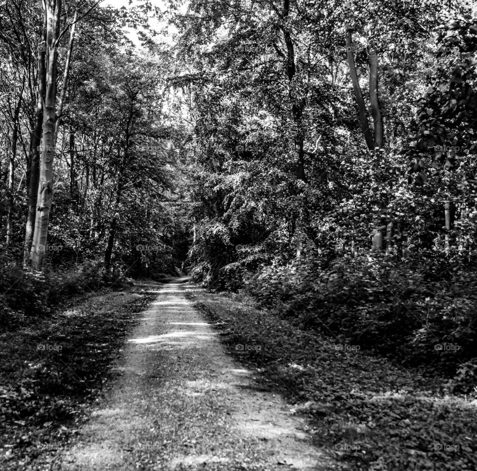 Footpath leads through the woodland in black and white.