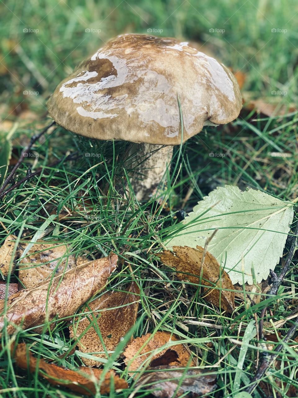 So many different kinds of fungal! How beautiful though! 