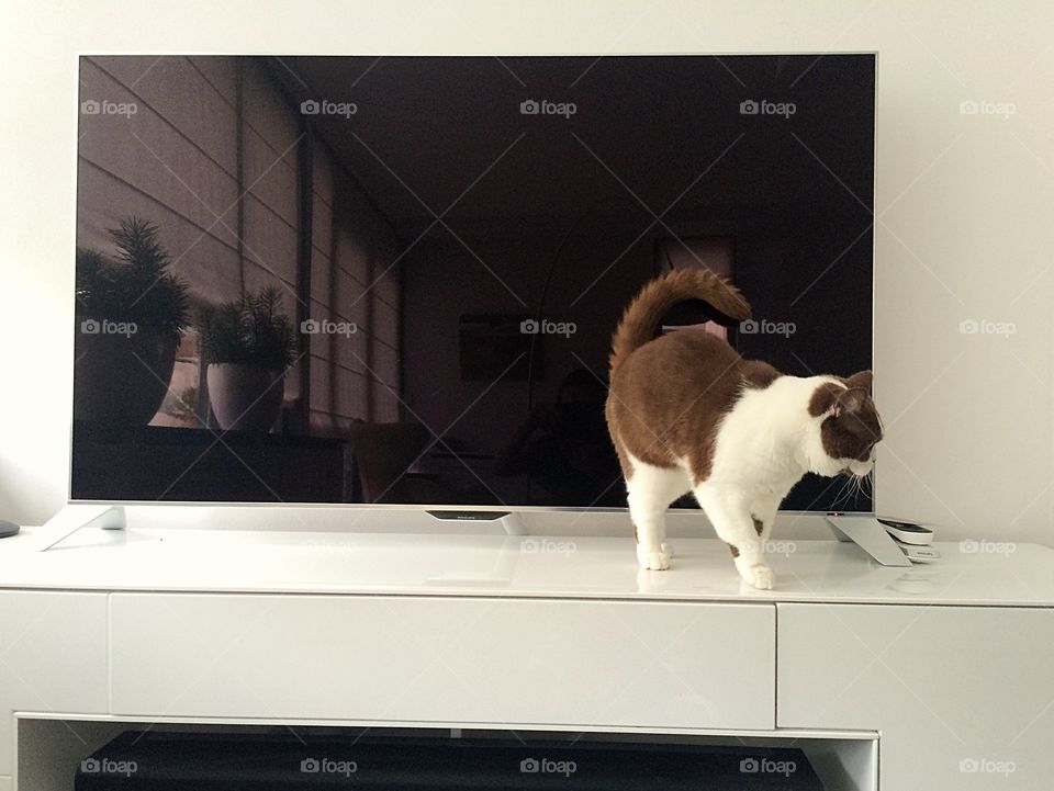 The small cat and the big TV