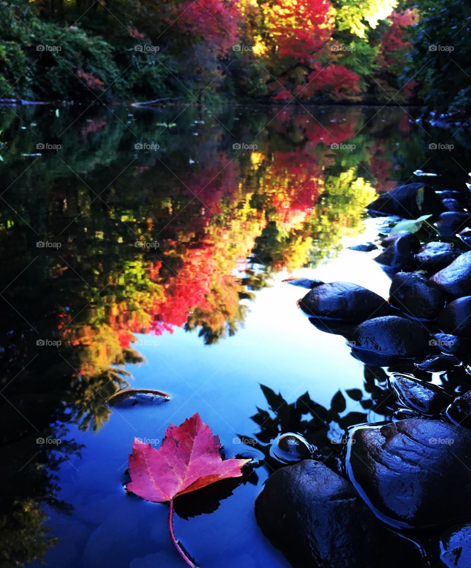 Water and leaf 