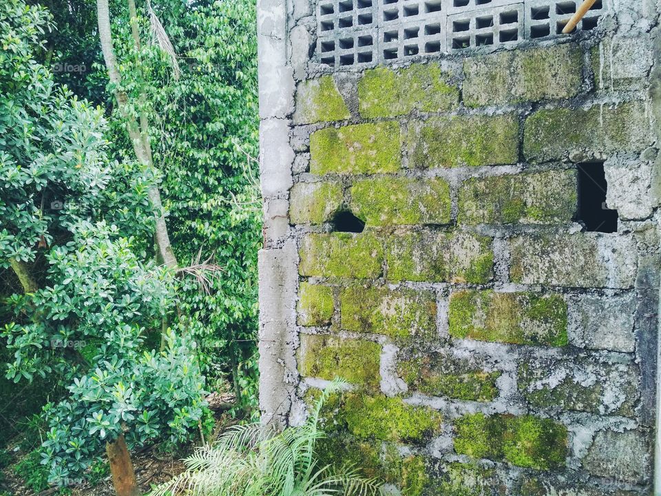 Old, Wall, Stone, Leaf, No Person