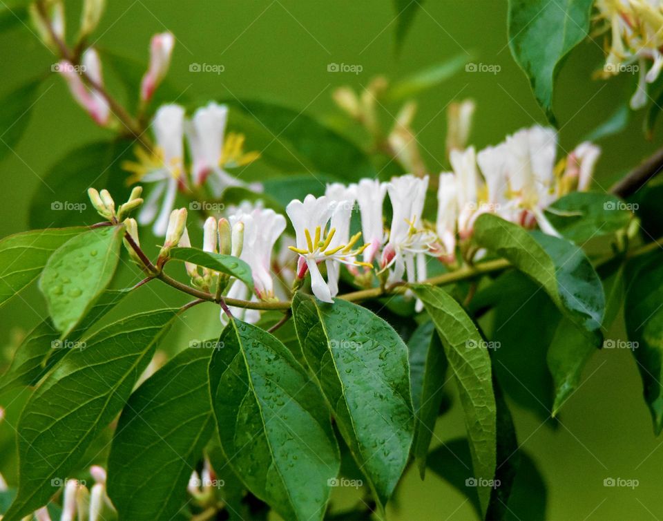 SPING FLOWERS