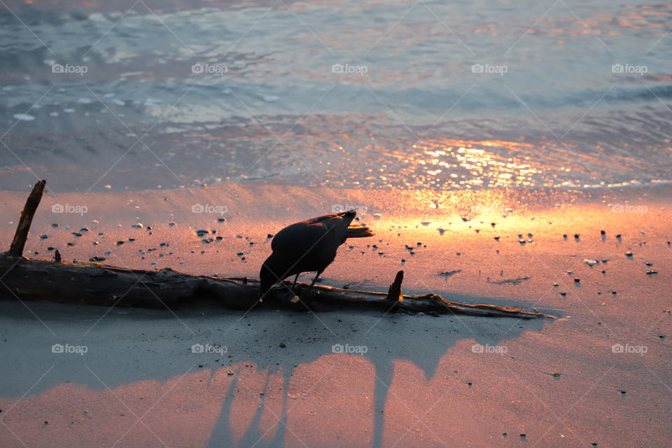 Crow on the beach on sunrise 