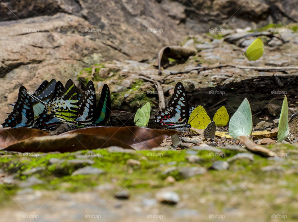 colourful butterflies