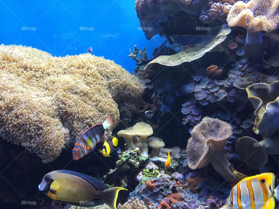 View of beautiful sea life