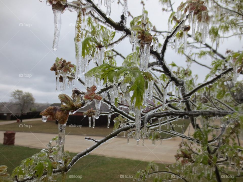 Ice tree