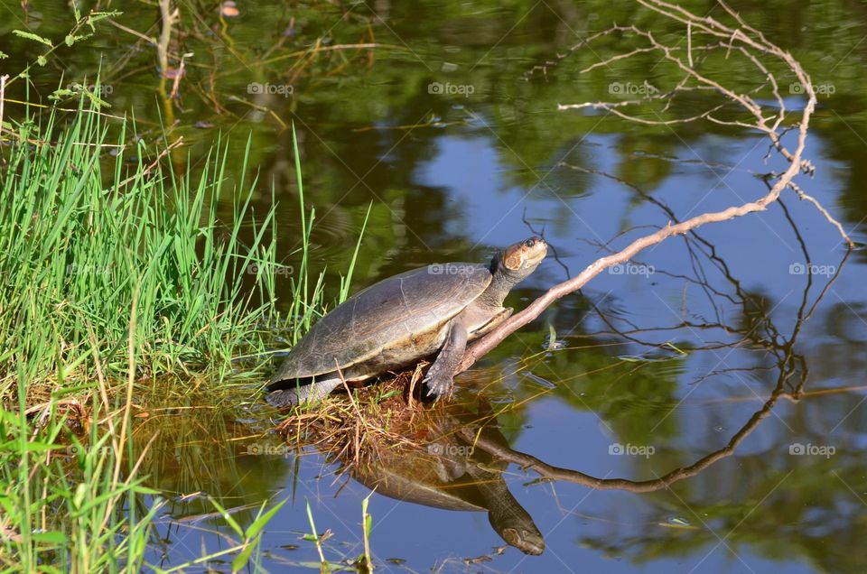 Sunbathing Turtle 