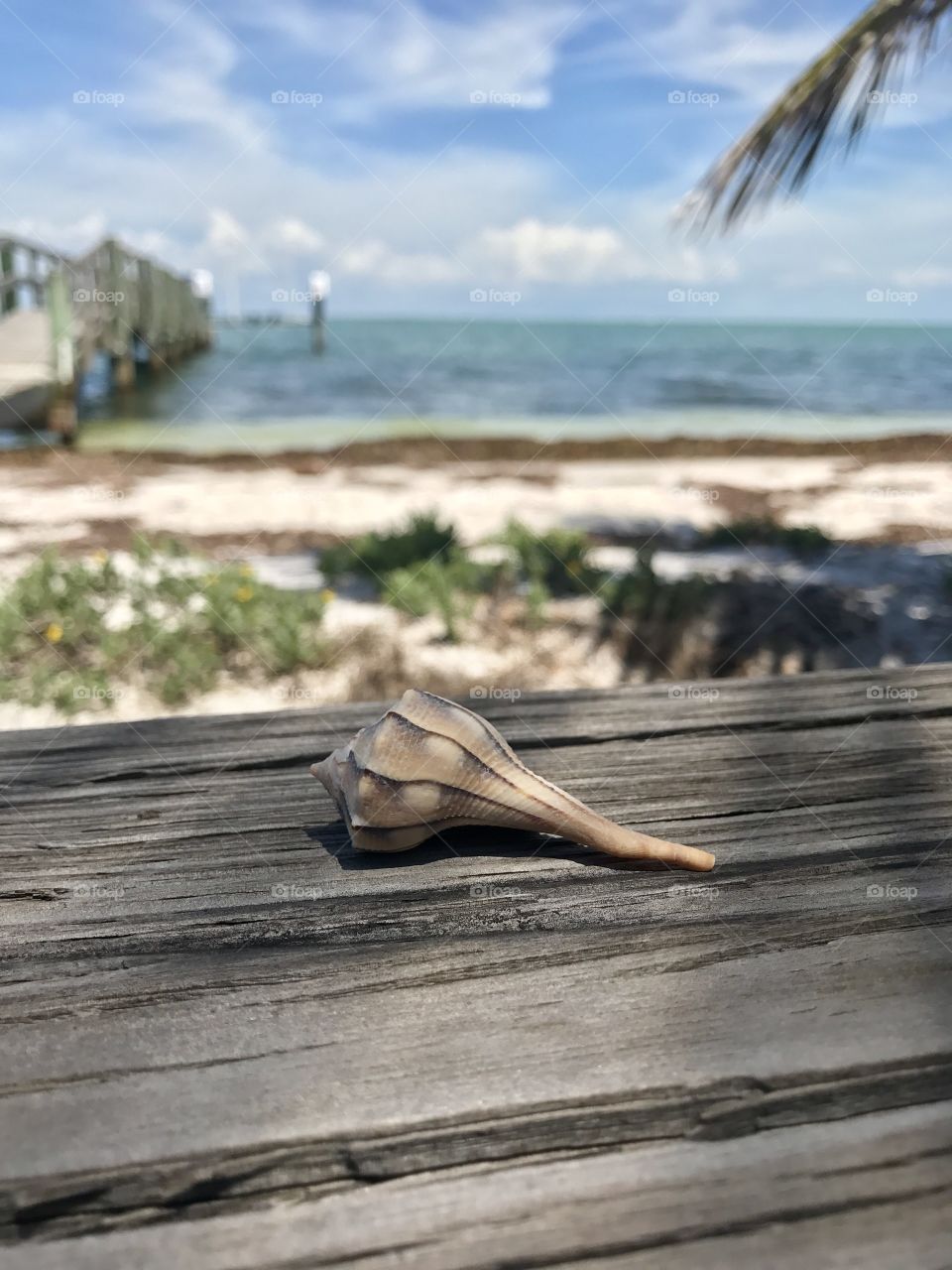 Seashell focus