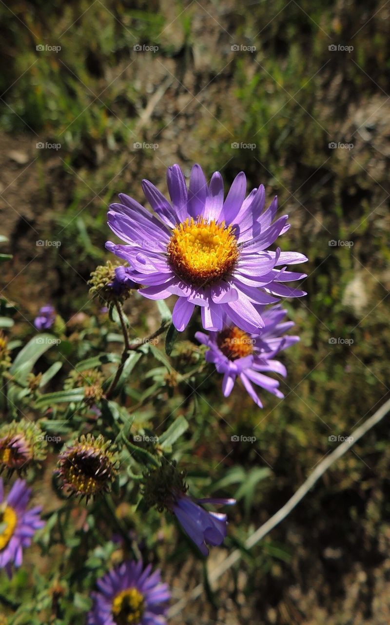 Wild Aster 