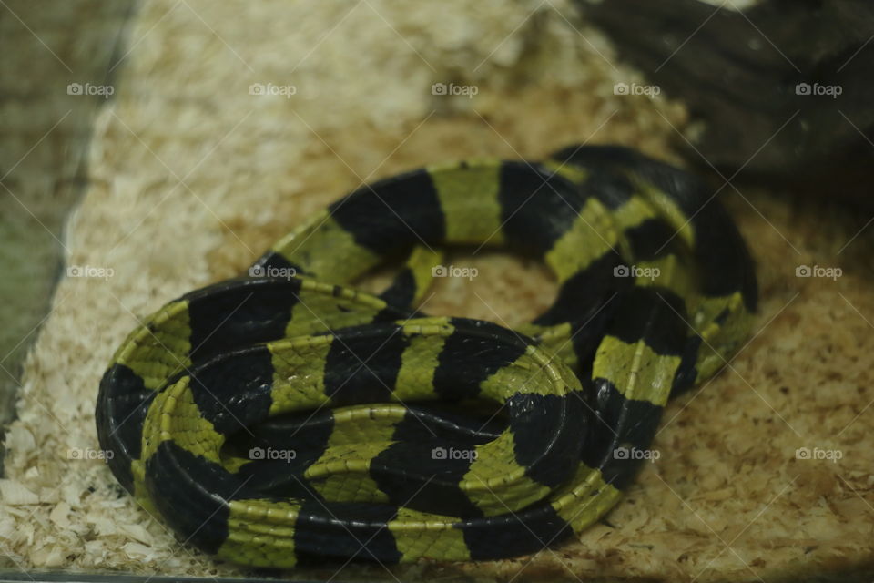 dangerous venomous snake in aquarium