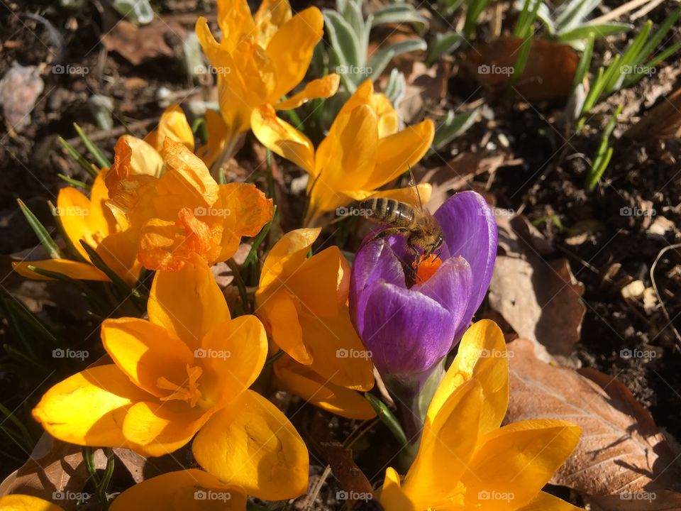 Bee in a crocus