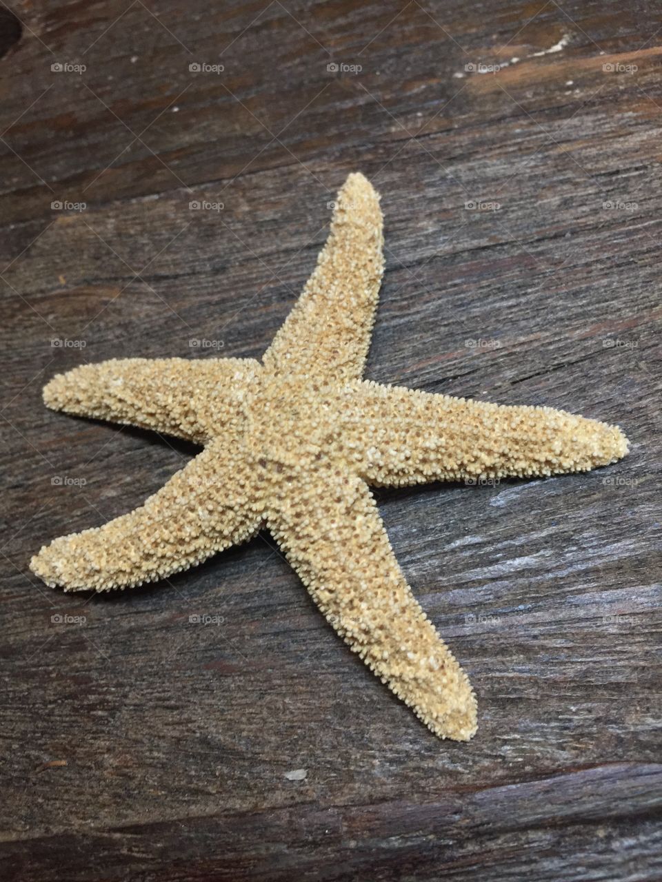 Single beige starfish on dark wood surface 
