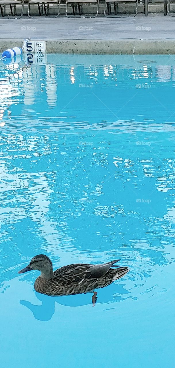 Duck in the pool!!