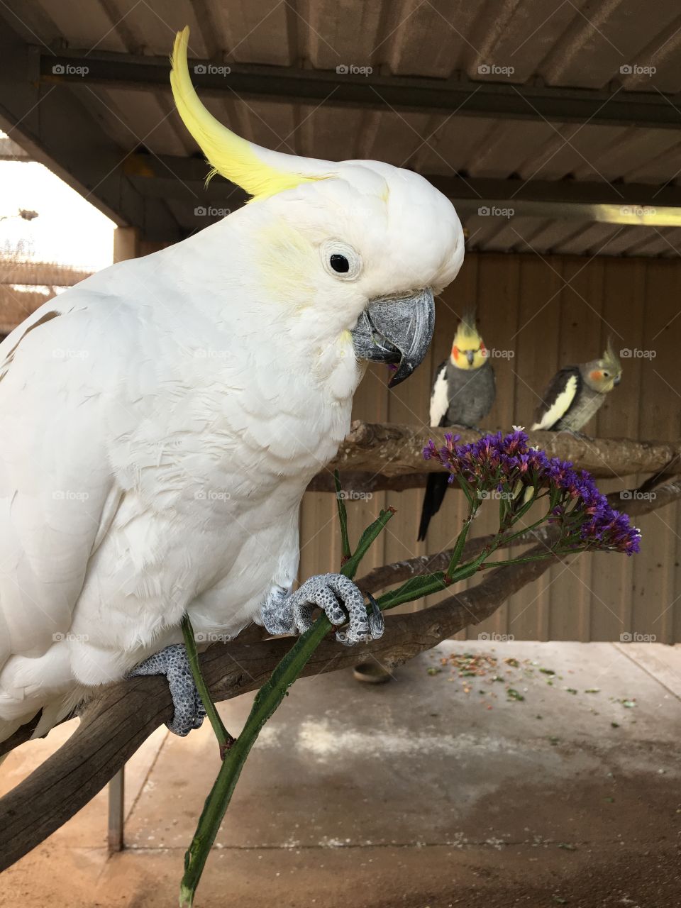 Large white cockatoo in captivity with purple flower in claw with two cockatiels in the background 