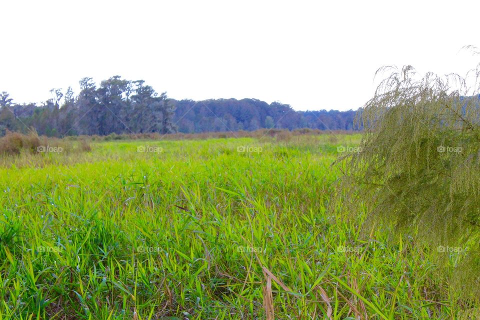 Wetland