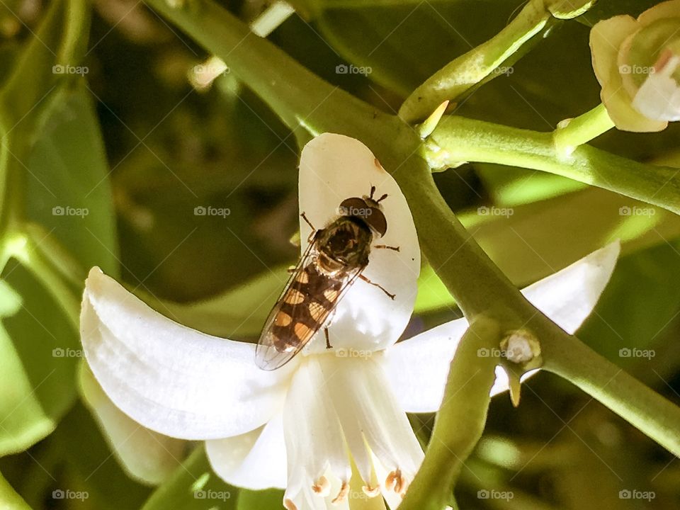 Closeup of a beautiful translucent colourful south Australian bee on a velvety soft white orange blossom petal 