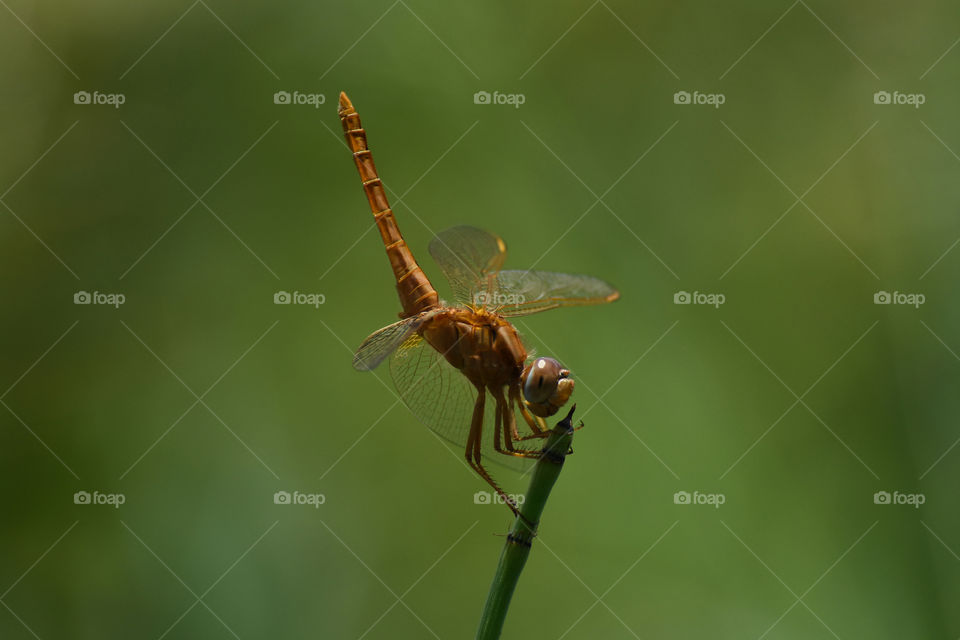 Broad Scarlet Dragonfly (Crocothemis erythraea) Perched Tail Up Looking, Limpopo, South Africa