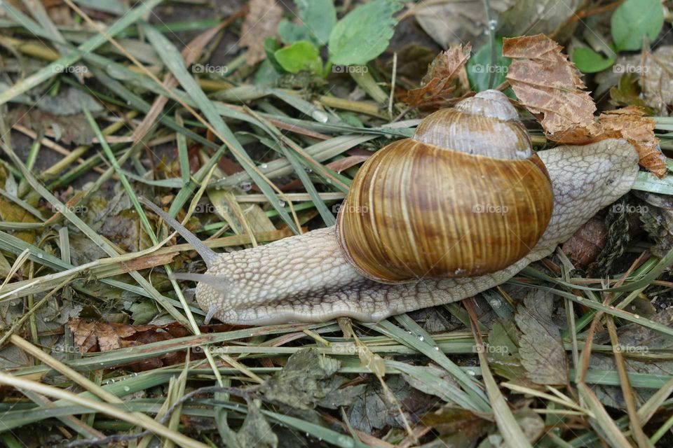 Snail