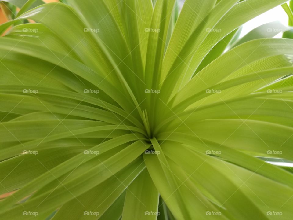 Top of Eleplant Palm leaves