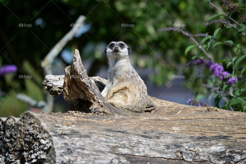Curious meerkat. A meerkat looking curious