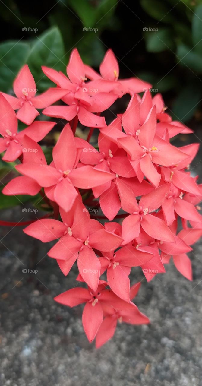 Ixora coccinea is a species of flowering plant in the family Rubiaceae