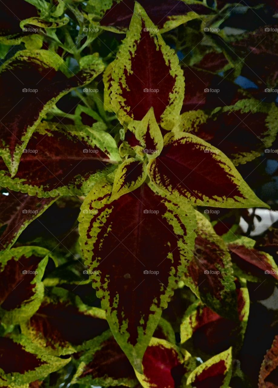 red and green in closed cofe garden