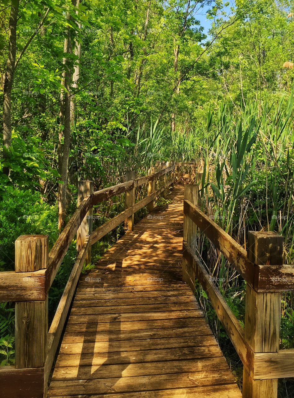 Summer in the swamp