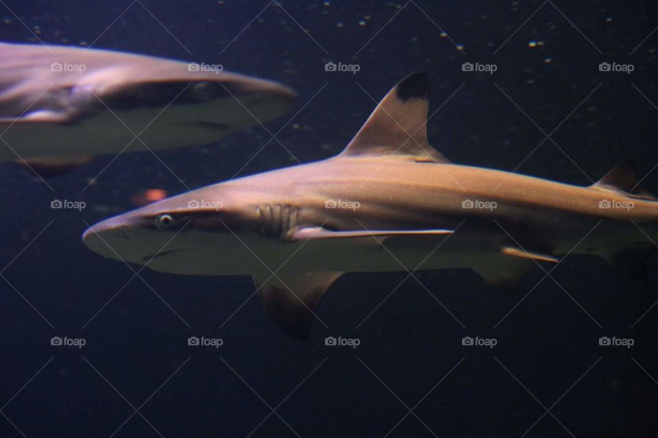 sharks underwater