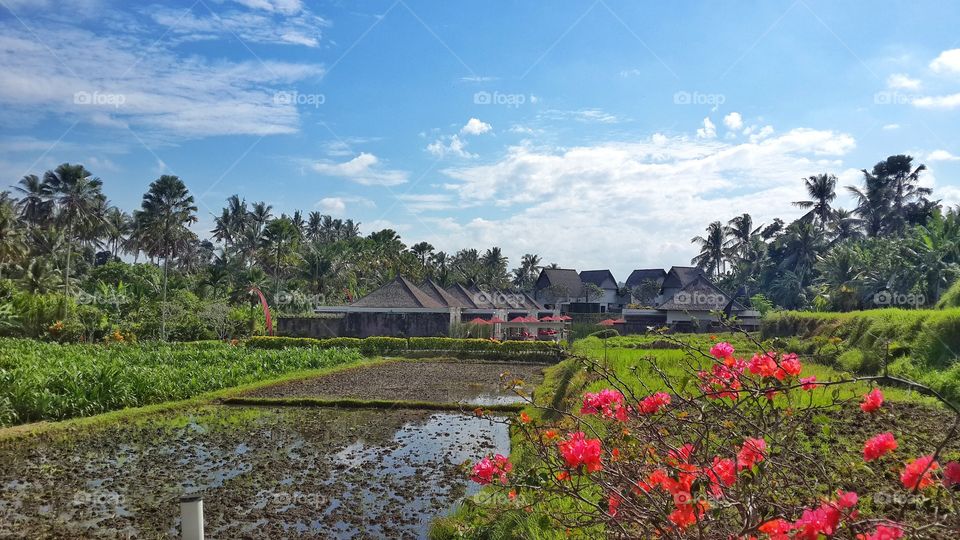 Welcoming Spring from Bali