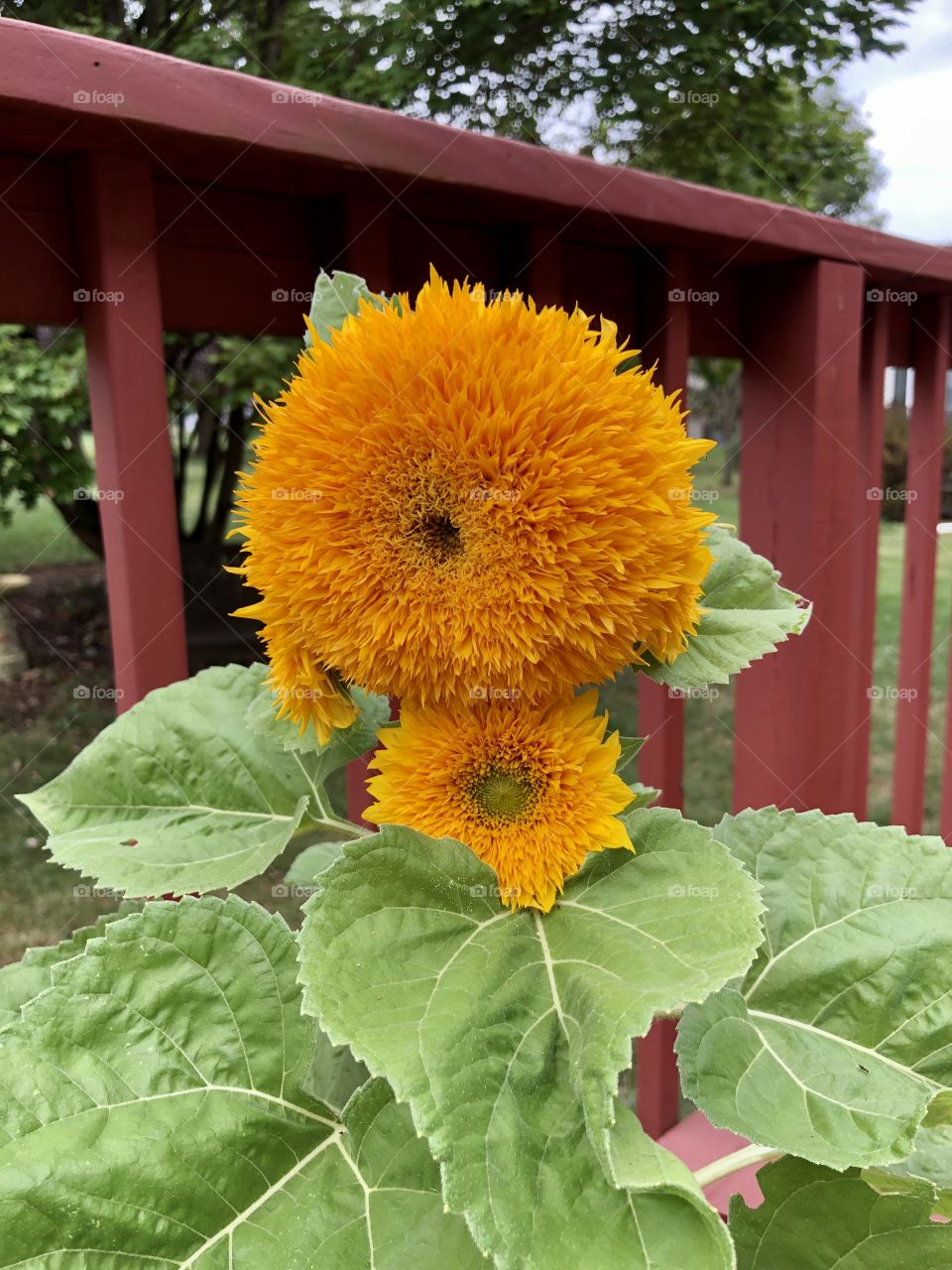 A beautiful, blooming teddy-bear sunflower with a large tree in the background and green grass. 