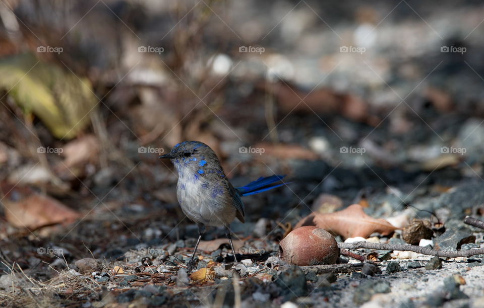 Splendid Fairy wren