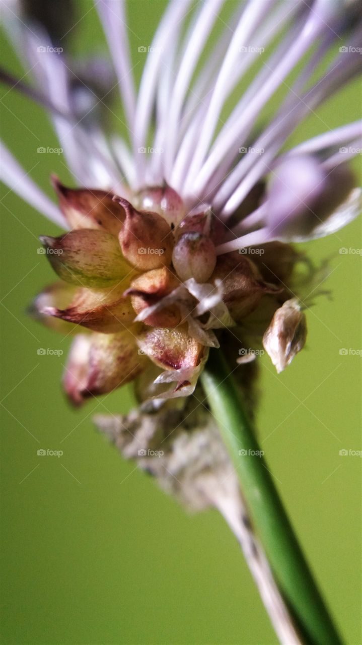 intense pastel closeup