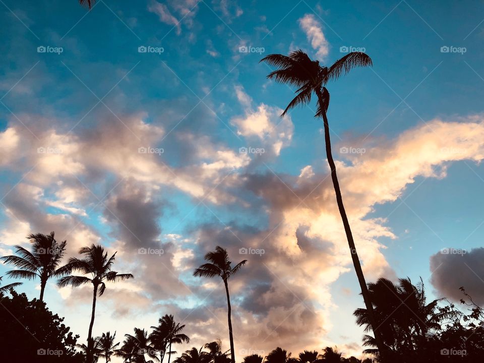 Palm, Beach, Tropical, Coconut, Sun
