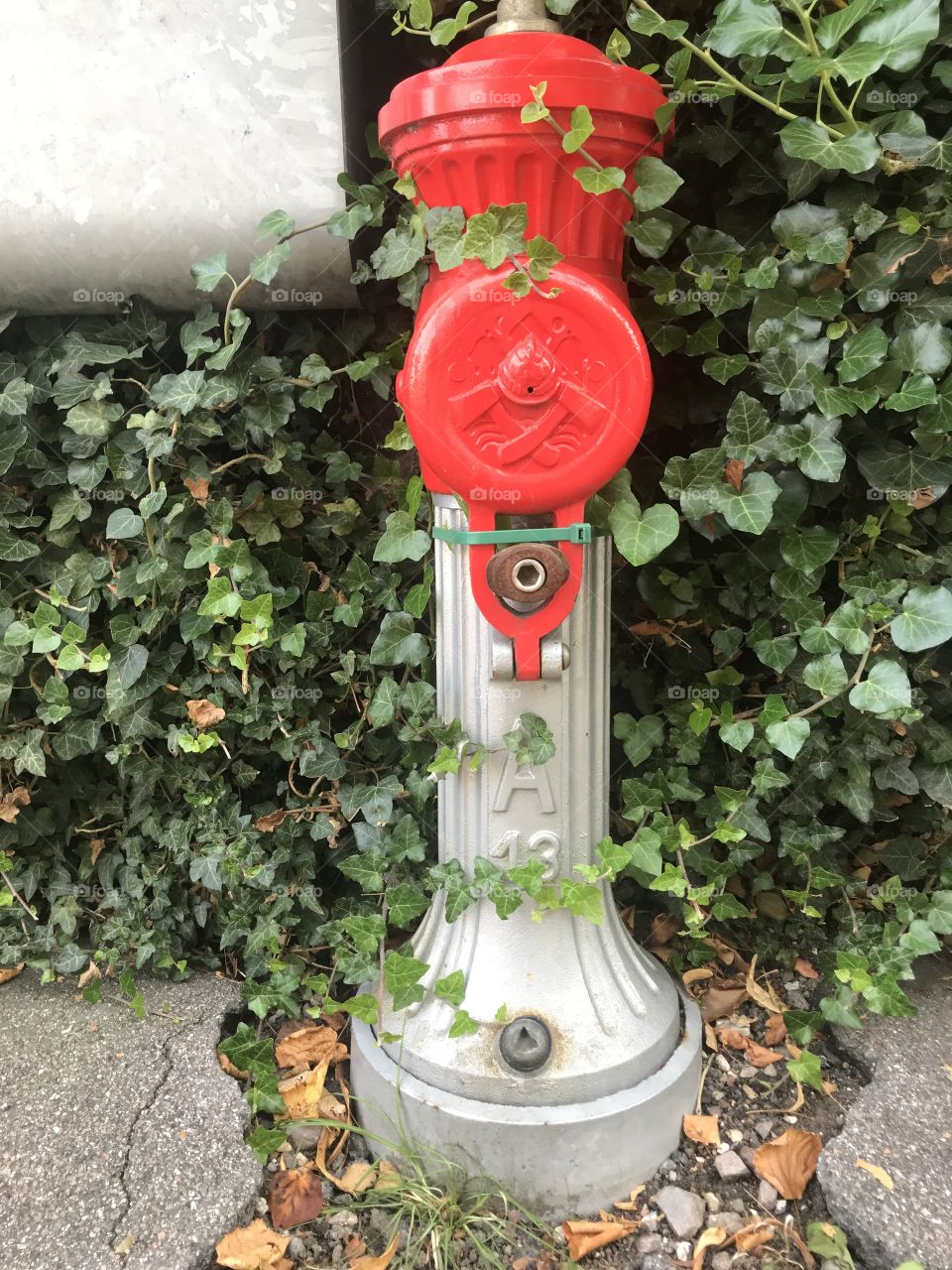 Fire hydrant in red and silver and overgrown with ivy.