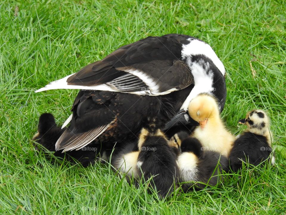 A family of ducklings at the river