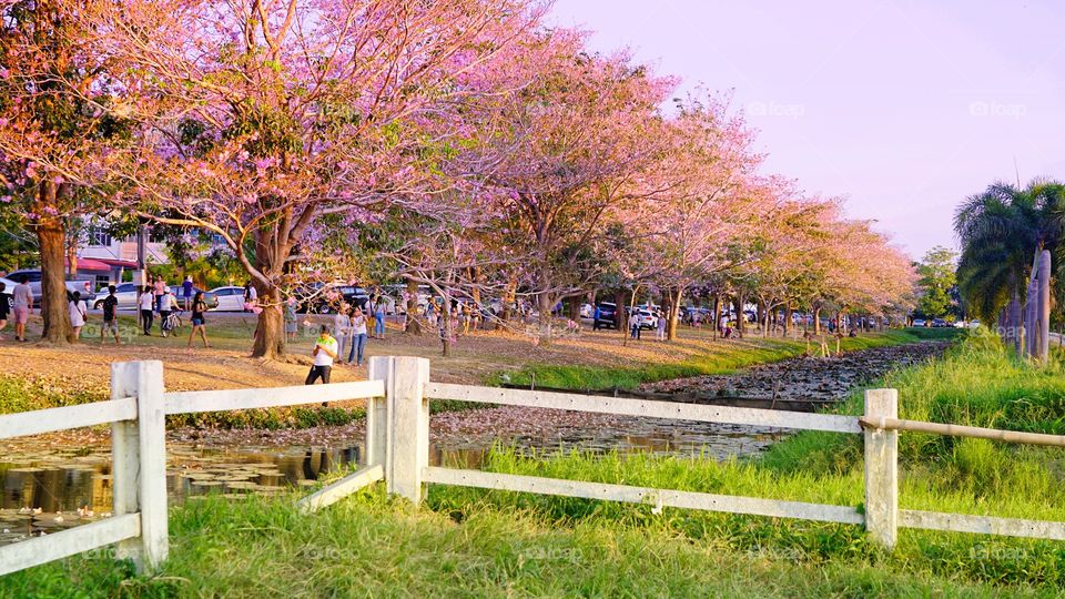 Tree, Landscape, Garden, Park, Nature