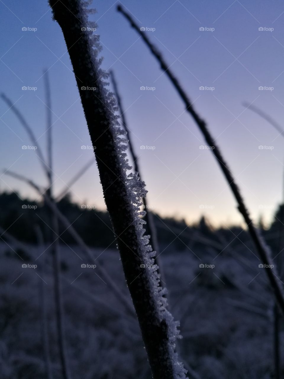 Frost covered branch