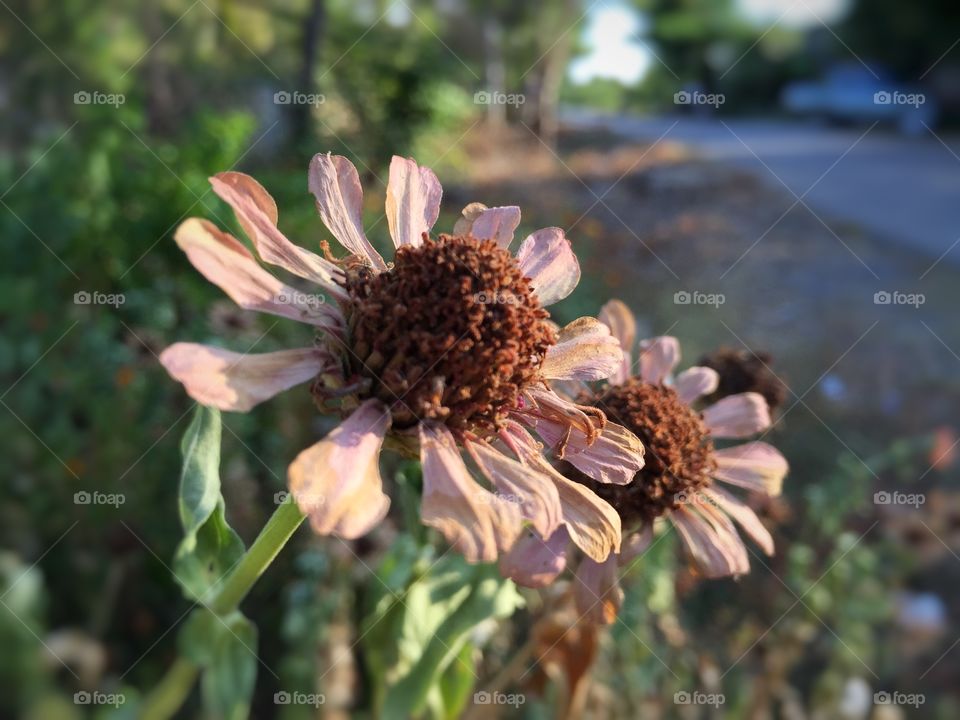 dry flower. Natural flower 