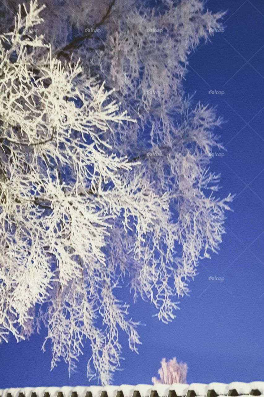 frosty tree