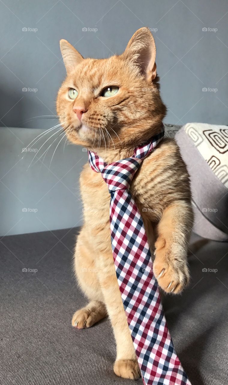 Cat wearing tie