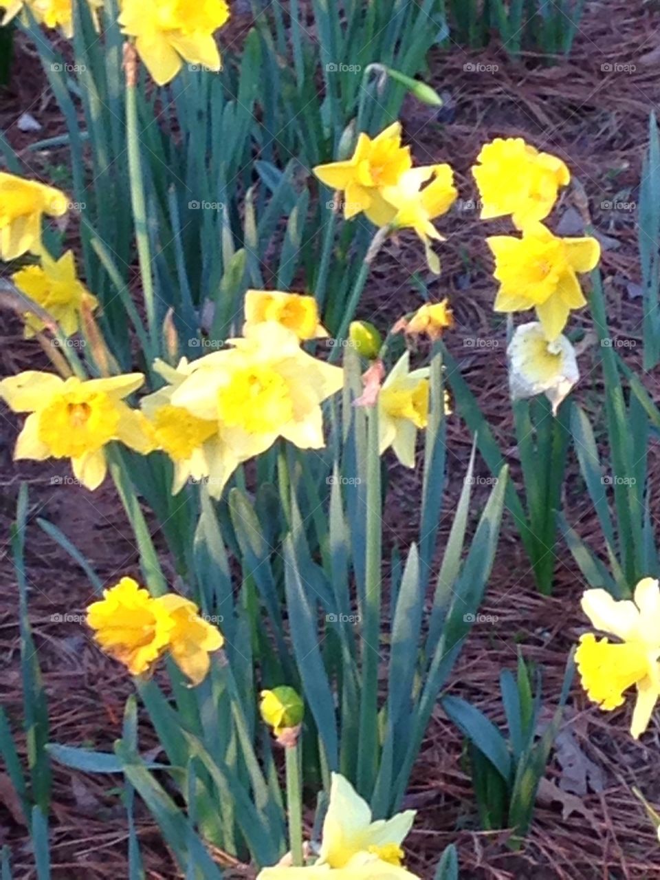 Sunny Flowers