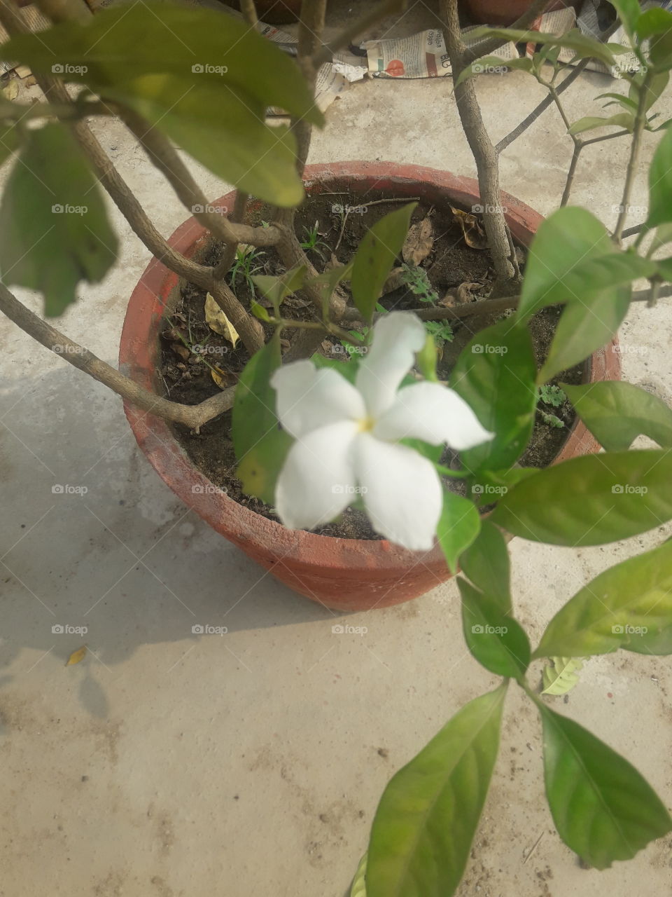 beautiful white flower in our garden