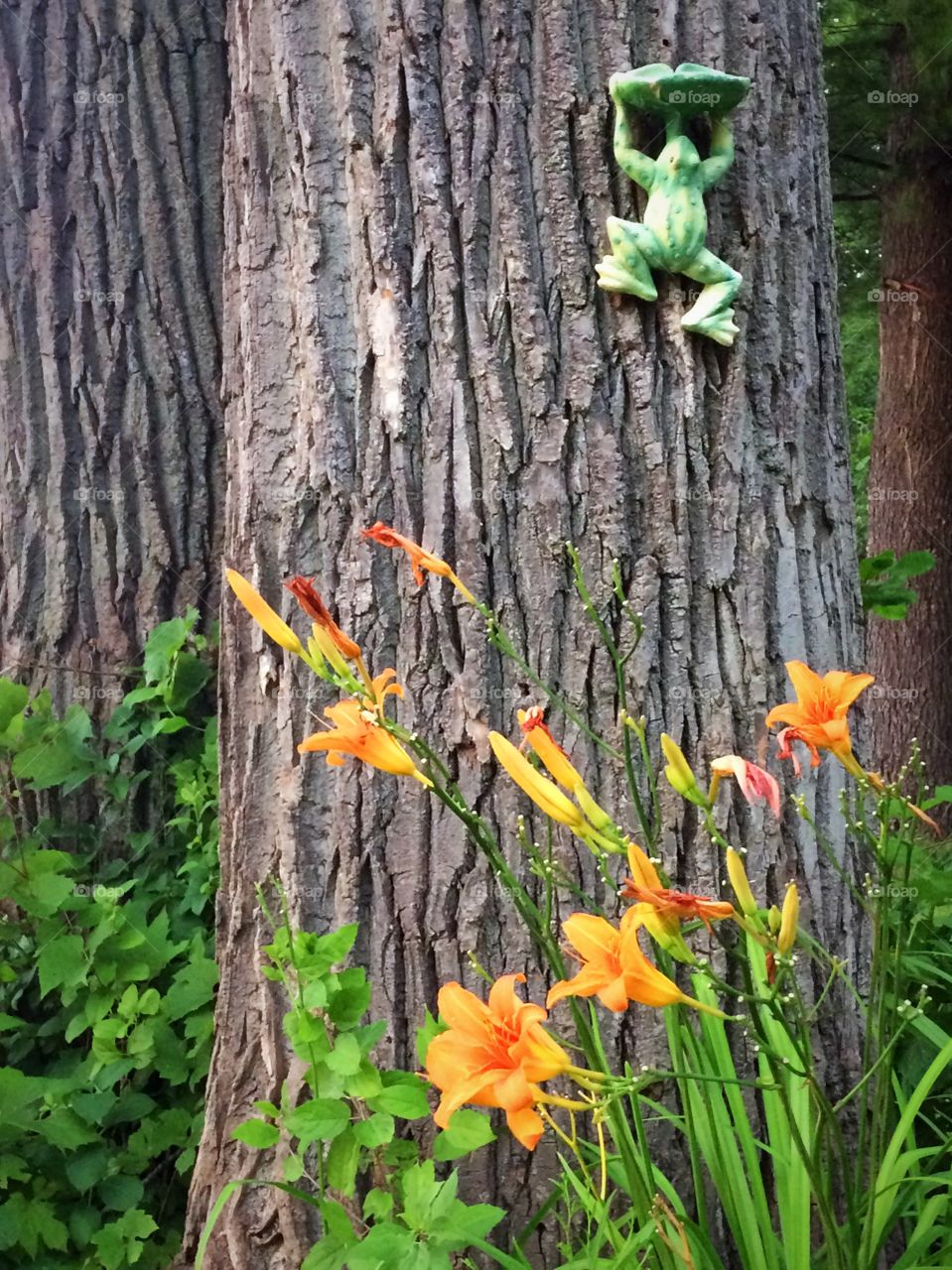 Hemerocallis 
