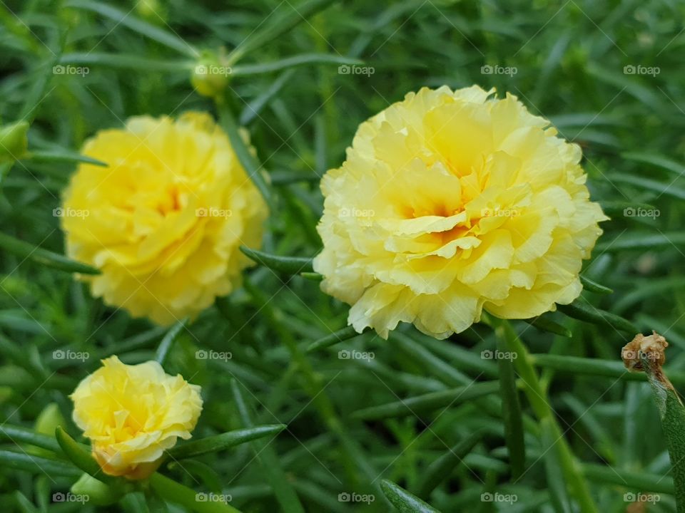 the portulaca grandiflora