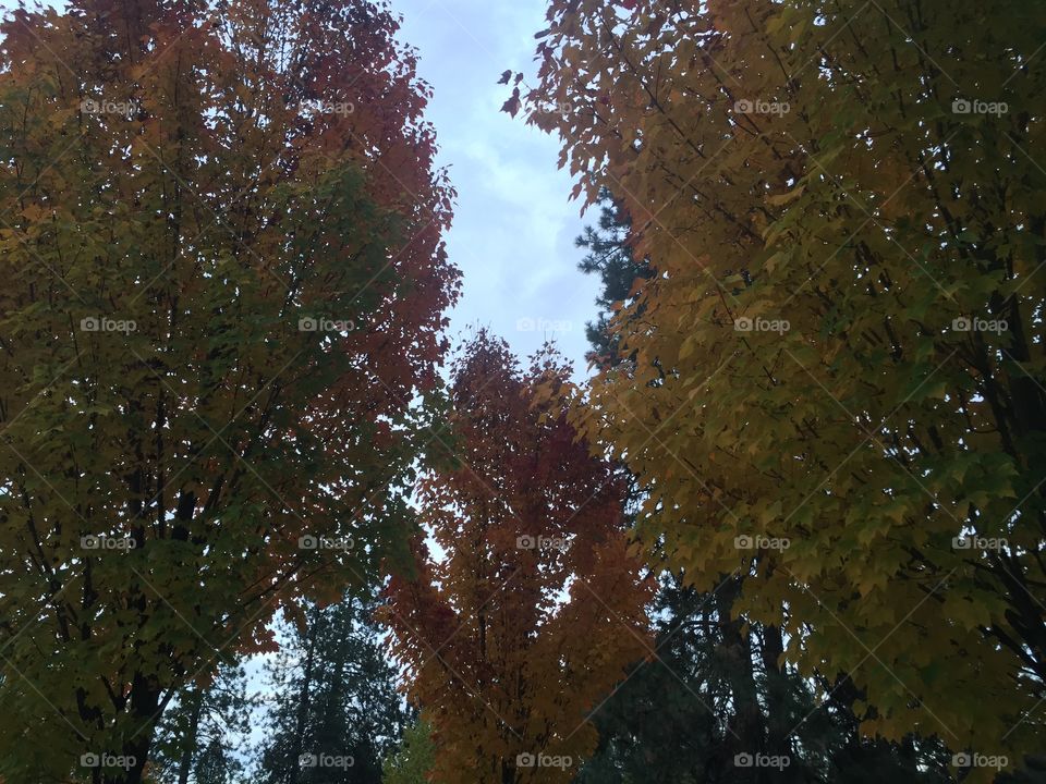 Trees in the park