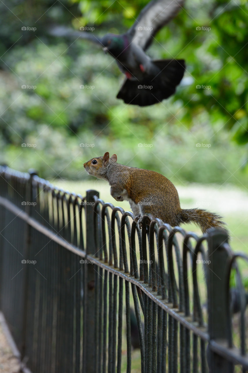 a squirrel and a dove in the James Park, London
