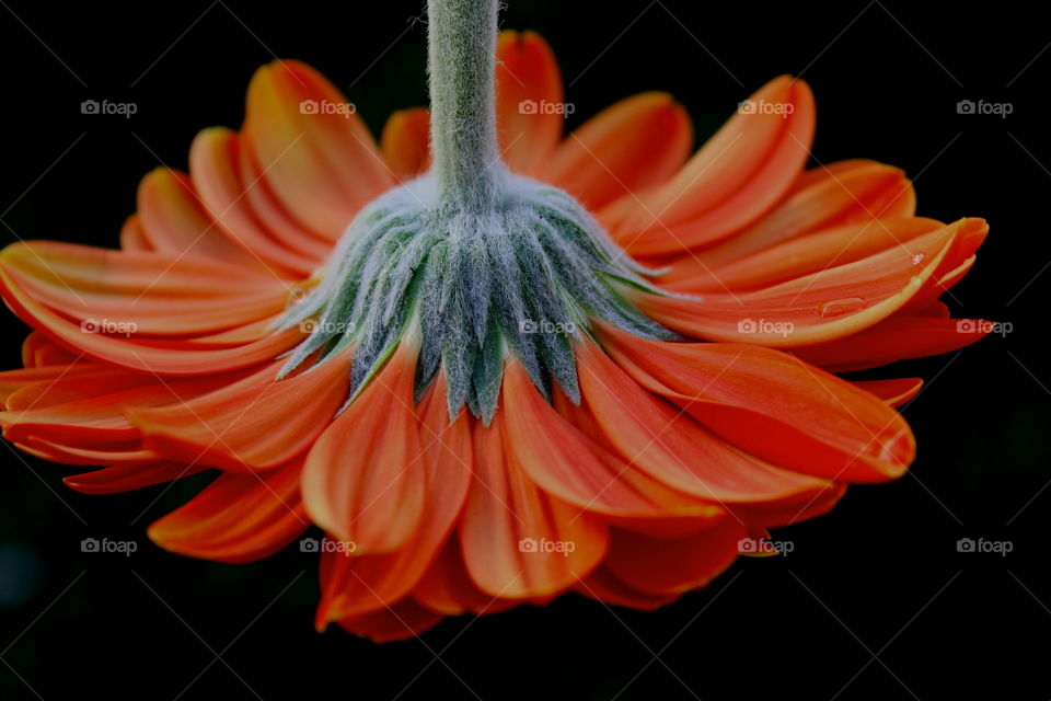 Sunflower against black background