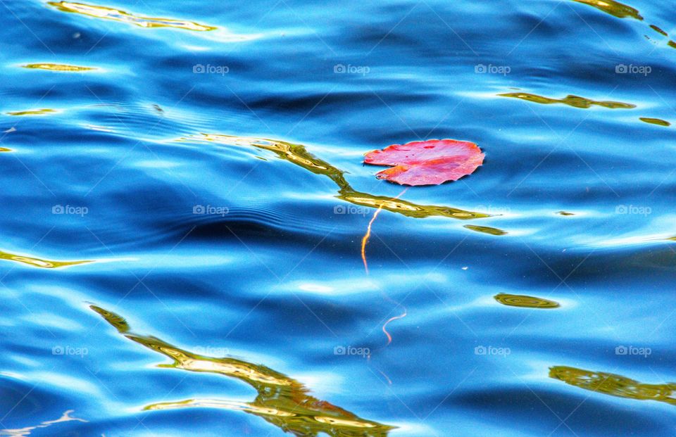 Fall leaf floating on water