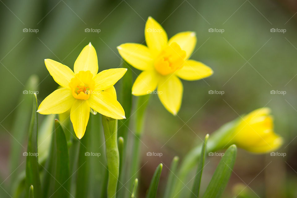 Miniature Daffodils